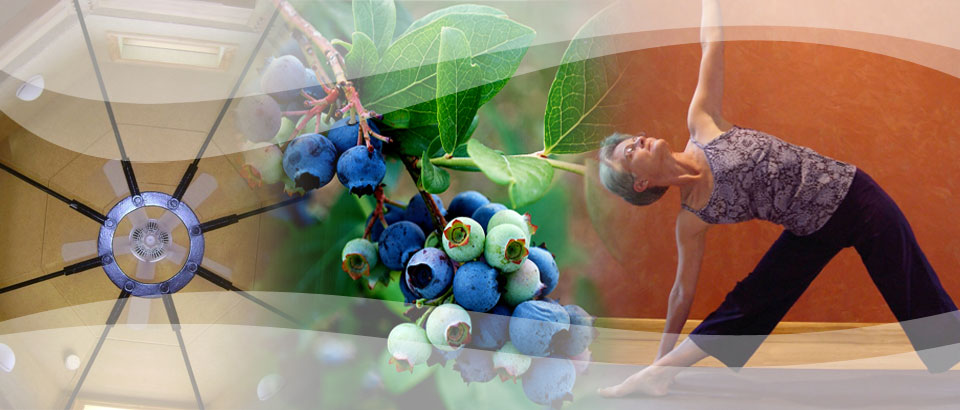 Blueberry Gardens Banner